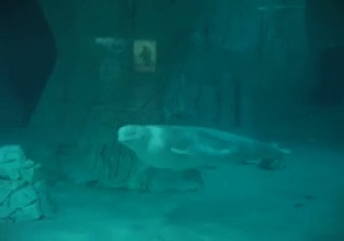 Valencia: Belugas at l'oceanogràfic