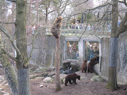 Bears in Skansen