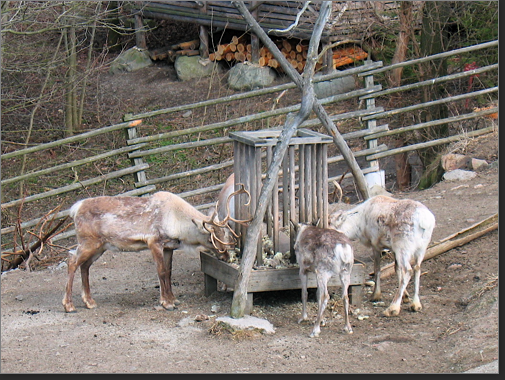 Reindeers in Skansen